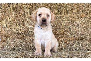 Fabian - Labrador Retriever for sale