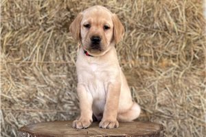 Fabio - Labrador Retriever for sale
