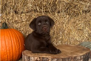 Erica, a Labrador Retriever puppy