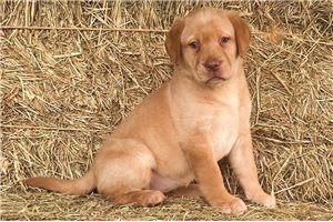 Allie - Labrador Retriever for sale