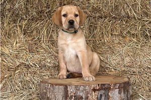 Fancy - puppy for sale