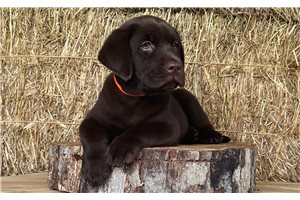 Coco - Labrador Retriever for sale