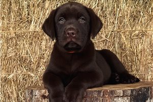 Coco - Labrador Retriever for sale