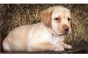 Elena, a Labrador Retriever puppy