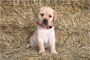 Fannie - puppy for sale
