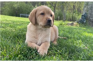 Liam - Labrador Retriever for sale