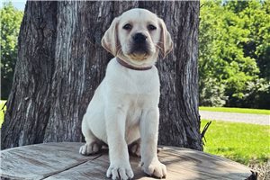 Ferdinand - Labrador Retriever for sale