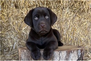 Ezra - Labrador Retriever for sale