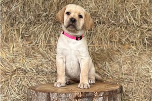 Fannie - puppy for sale