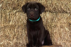 Della - puppy for sale