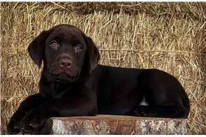 Dolly - Labrador Retriever for sale