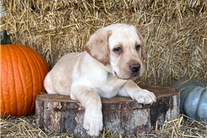 Ennis, a Labrador Retriever puppy