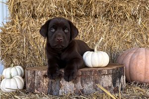 Elmer - Labrador Retriever for sale