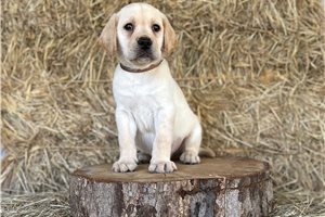 Ferdinand - Labrador Retriever for sale