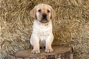 Felix - Labrador Retriever for sale