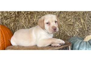 Elena - Labrador Retriever for sale