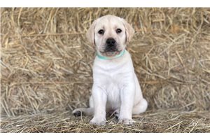 Falco - Labrador Retriever for sale