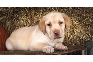 Elena - Labrador Retriever for sale