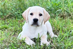 Ferdinand - Labrador Retriever for sale