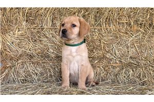 Fancy - Labrador Retriever for sale