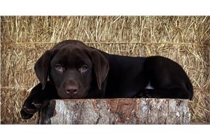 Dolly - Labrador Retriever for sale