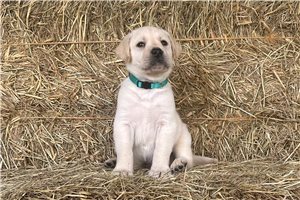 Falco - puppy for sale