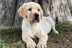 Franklin - Labrador Retriever for sale