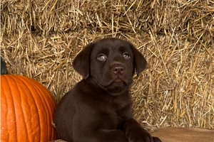 Erica - Labrador Retriever for sale