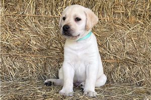 Falco - Labrador Retriever for sale