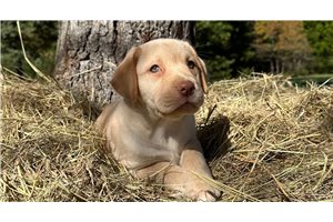Elena - Labrador Retriever for sale