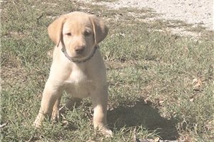 Karis - Labrador Retriever for sale