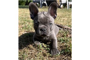 Tuesday - French Bulldog for sale