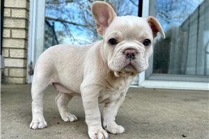 Dorothy - French Bulldog for sale