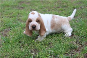 Amaury - Basset Hound for sale