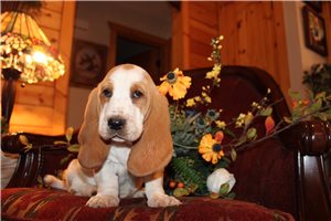 Marco - Basset Hound for sale