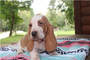 Kadee - Basset Hound for sale