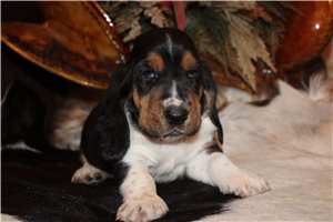 Ethan - Basset Hound for sale