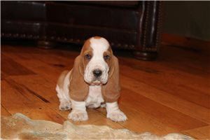 Yang - puppy for sale