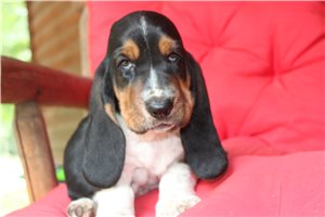 Ethan - Basset Hound for sale
