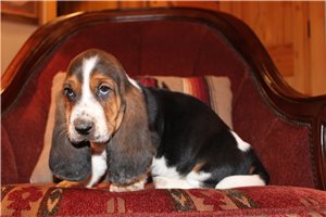 Ferdinand - puppy for sale