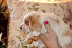 Amber - Basset Hound for sale