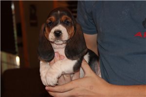 Yuba - Basset Hound for sale