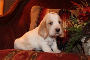 Marla - puppy for sale