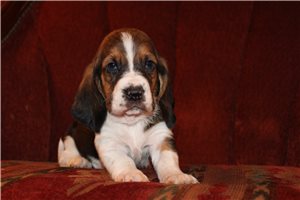 Fenton - puppy for sale