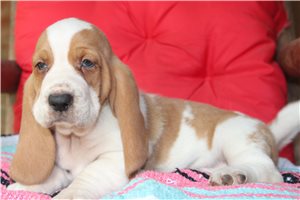 Kanaan - Basset Hound for sale