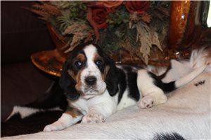 Ellie - puppy for sale