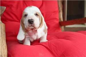 Amaury - Basset Hound for sale