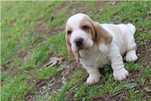 Amber - Basset Hound for sale