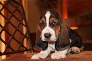 Yuliana - puppy for sale