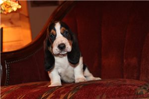 Ethan - Basset Hound for sale